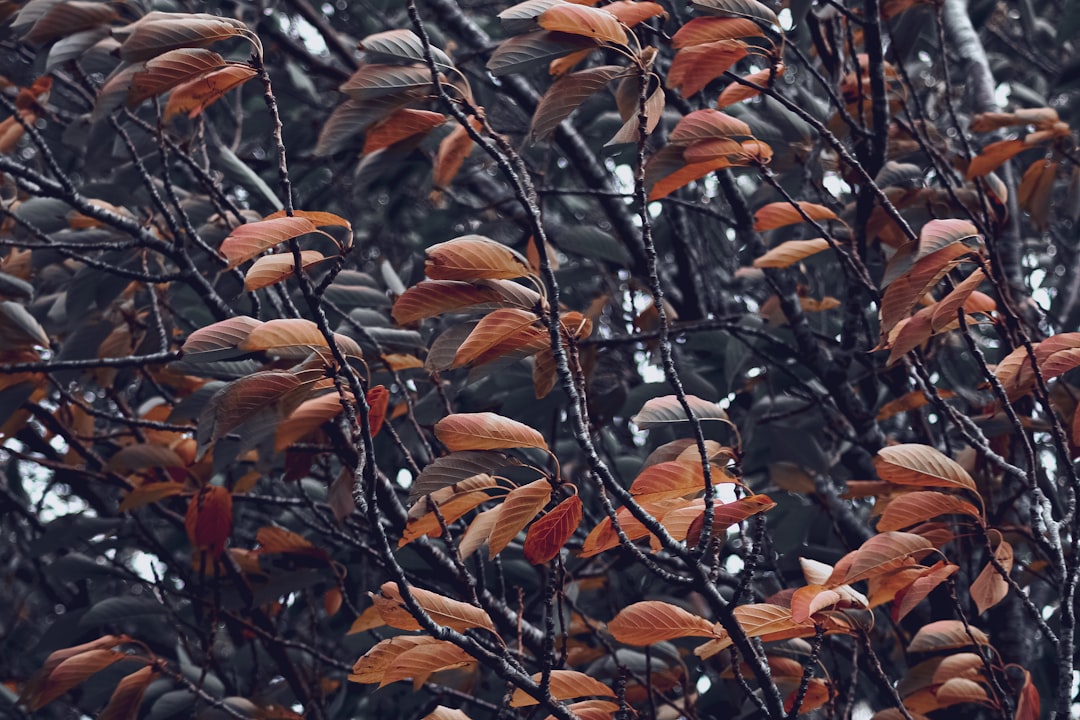 brown leaves on tree branch