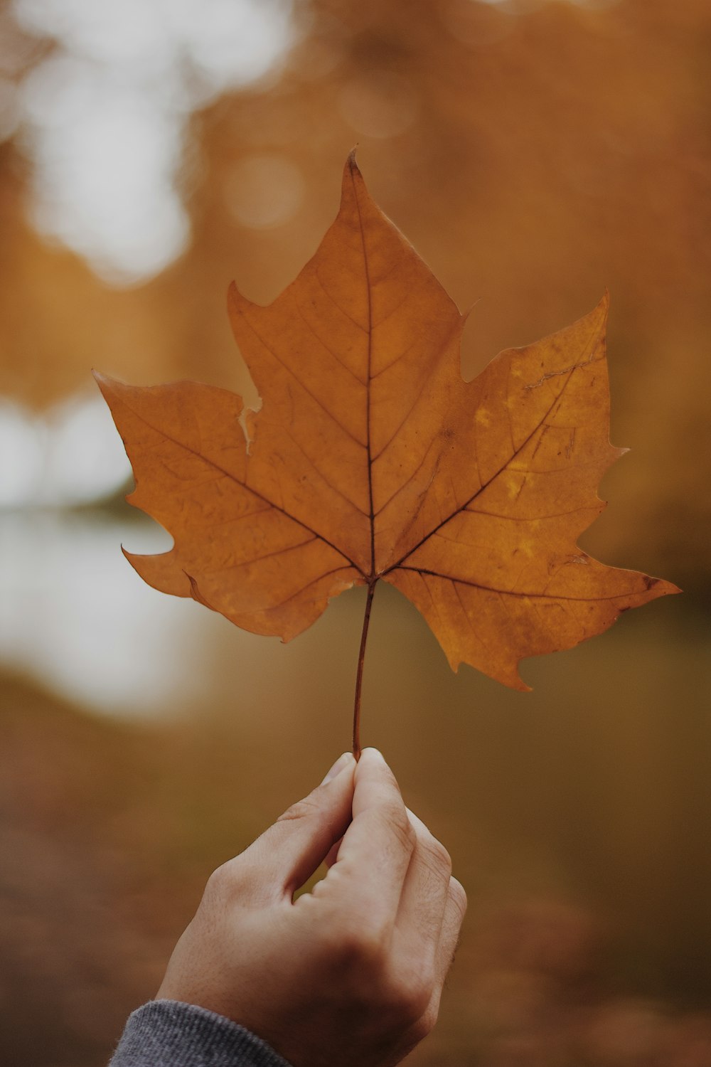 brown maple leaf in close up photography