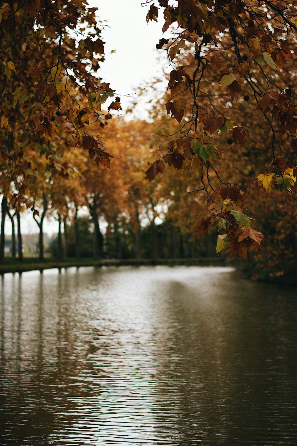 brown and green leaves near body of water during daytime