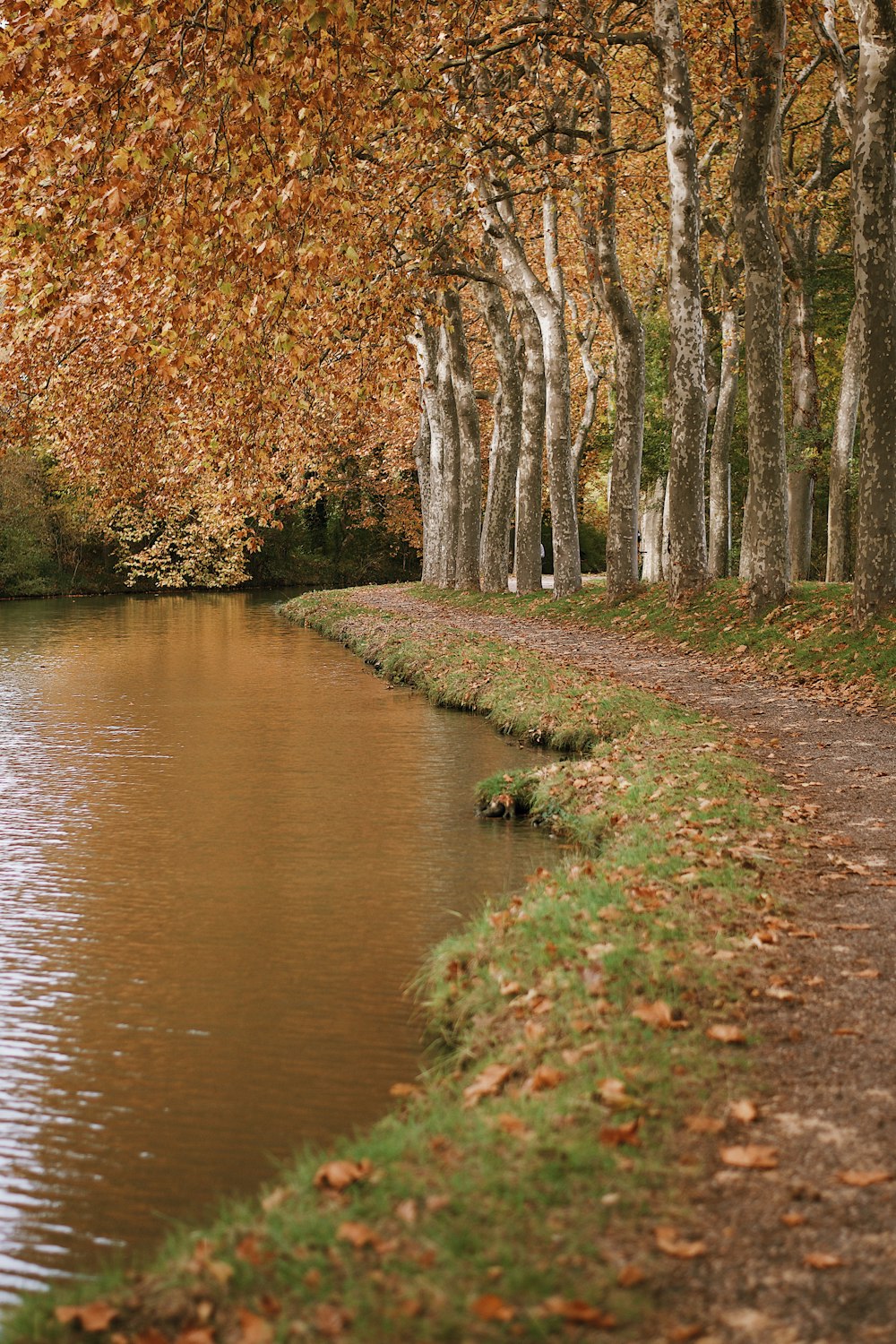 brown trees near river during daytime