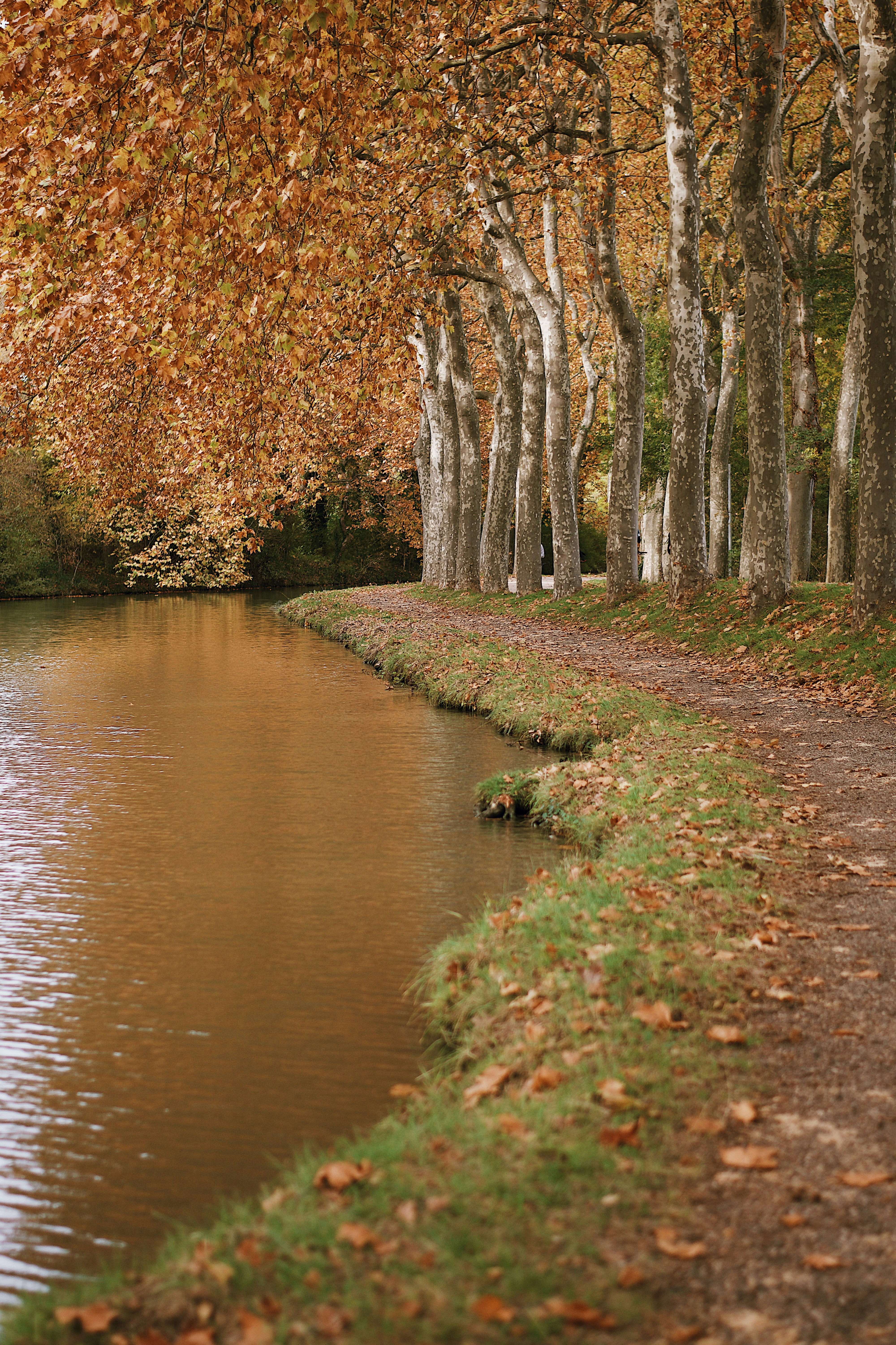 brown trees near river during daytime