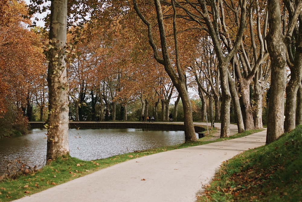 brown trees near river during daytime