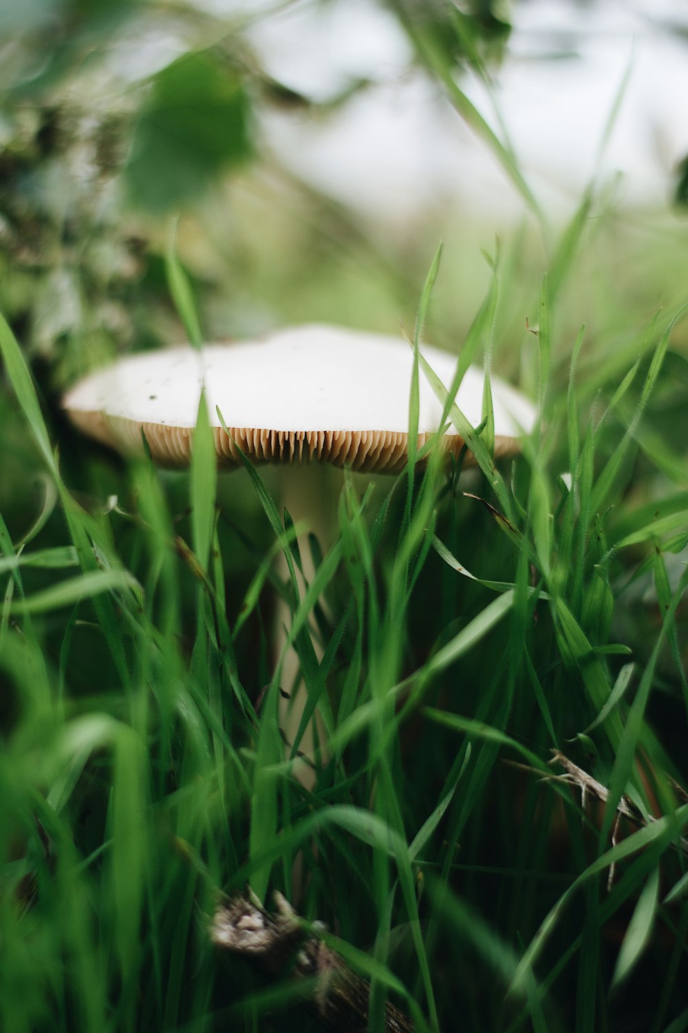 white and brown mushroom in green grass field
