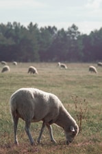 white sheep on green grass field during daytime