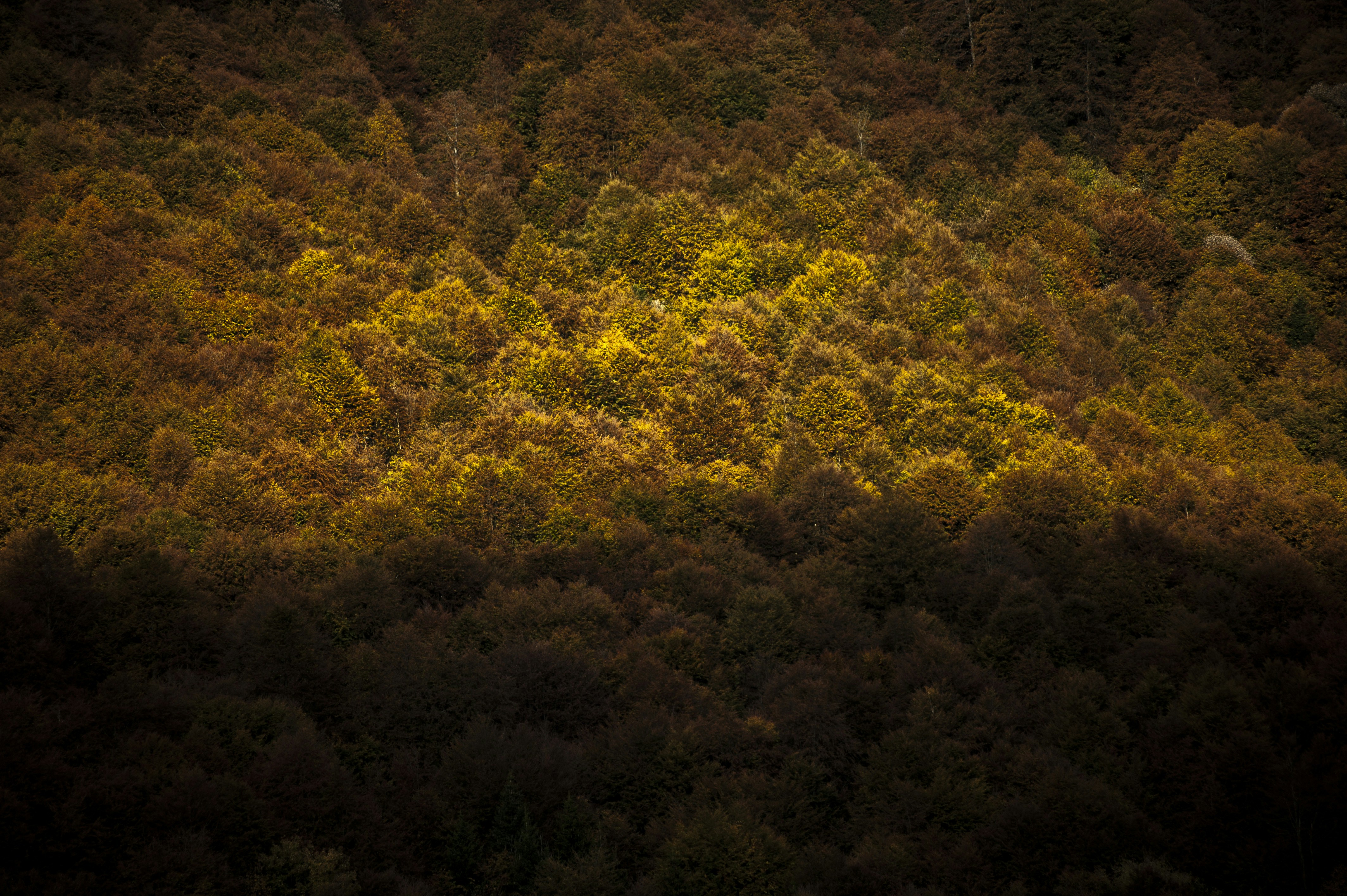 Photo by gopitri_prem