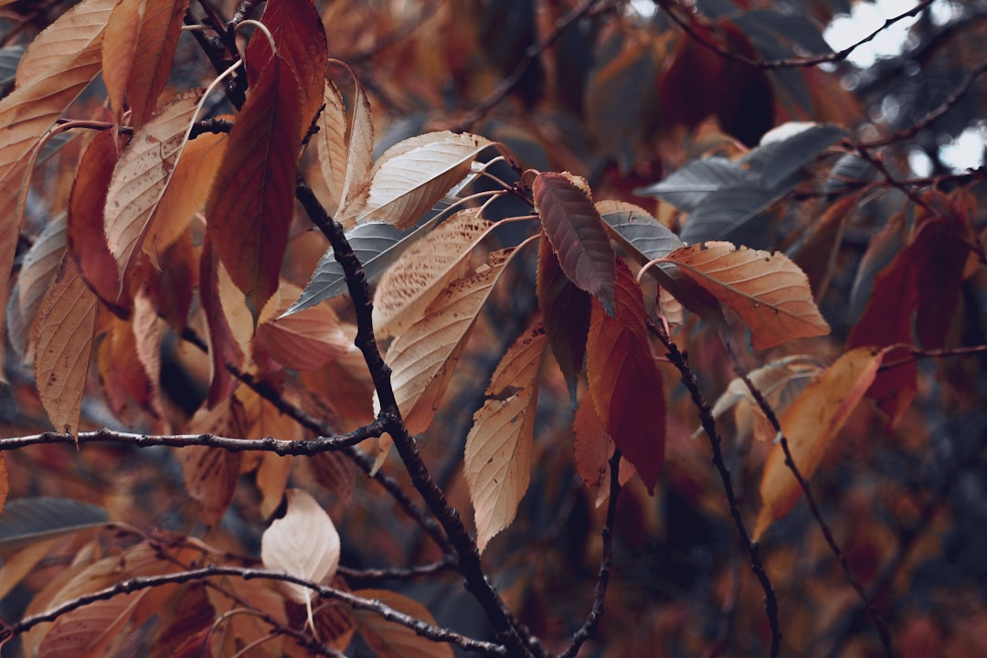 brown and white leaves on tree branch