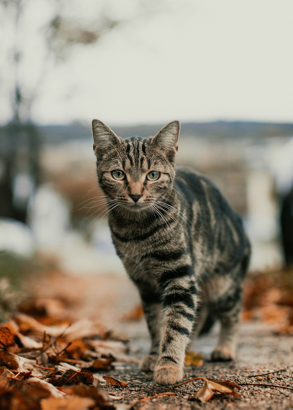 brown tabby cat on brown dried leaves