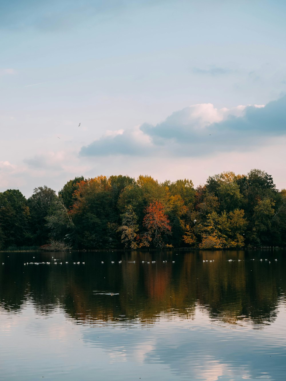 green trees beside body of water during daytime