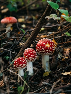 red and white mushrooms on brown tree branch