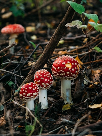 A collection of ultra-premium amanita muscaria caps.