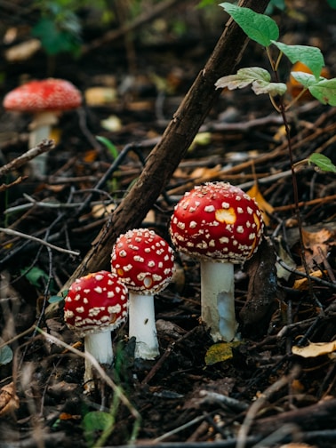 A collection of ultra-premium amanita muscaria caps.