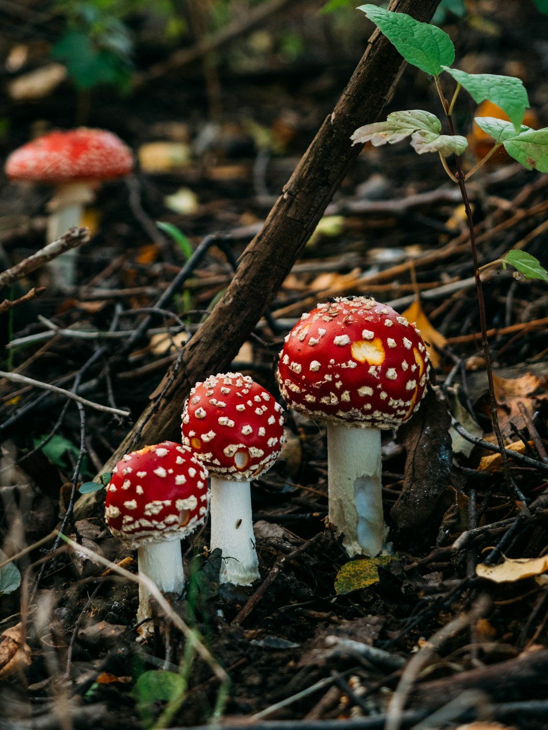 red and white mushrooms on brown tree branch