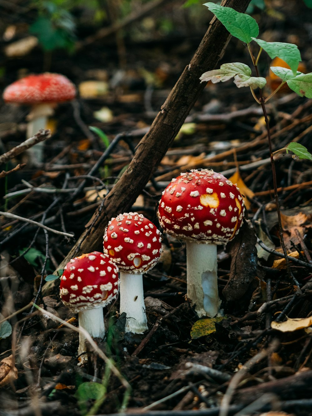 Champiñones rojos y blancos en la rama marrón de un árbol