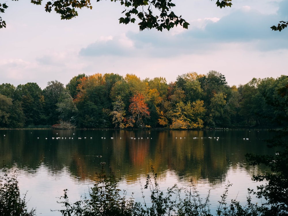 green and brown trees beside river during daytime