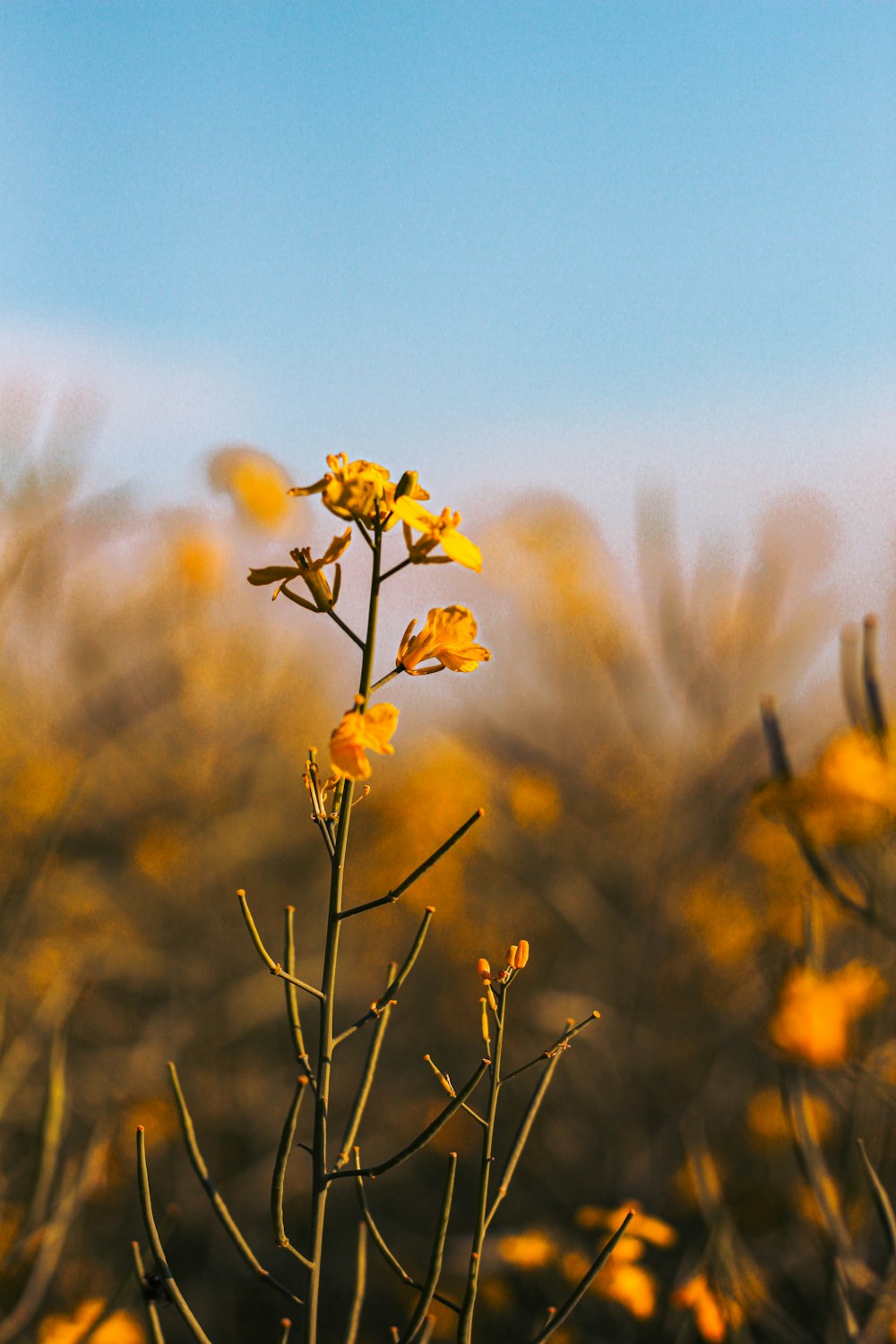 yellow flower in tilt shift lens