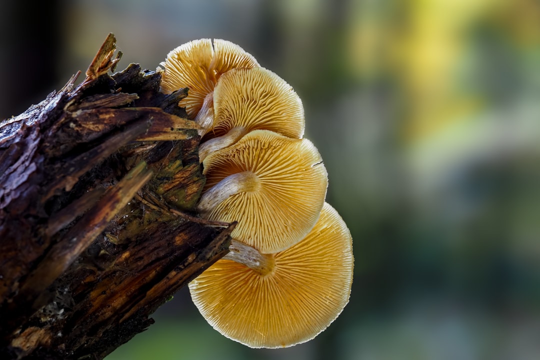 yellow mushroom on brown wood