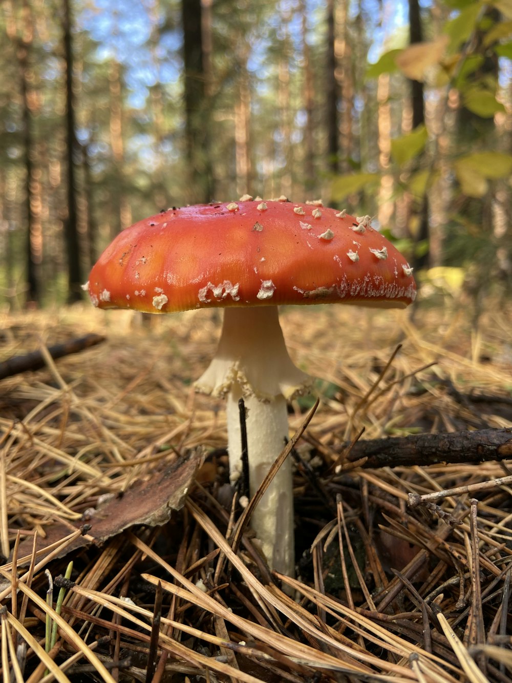 red and white mushroom on brown dried leaves