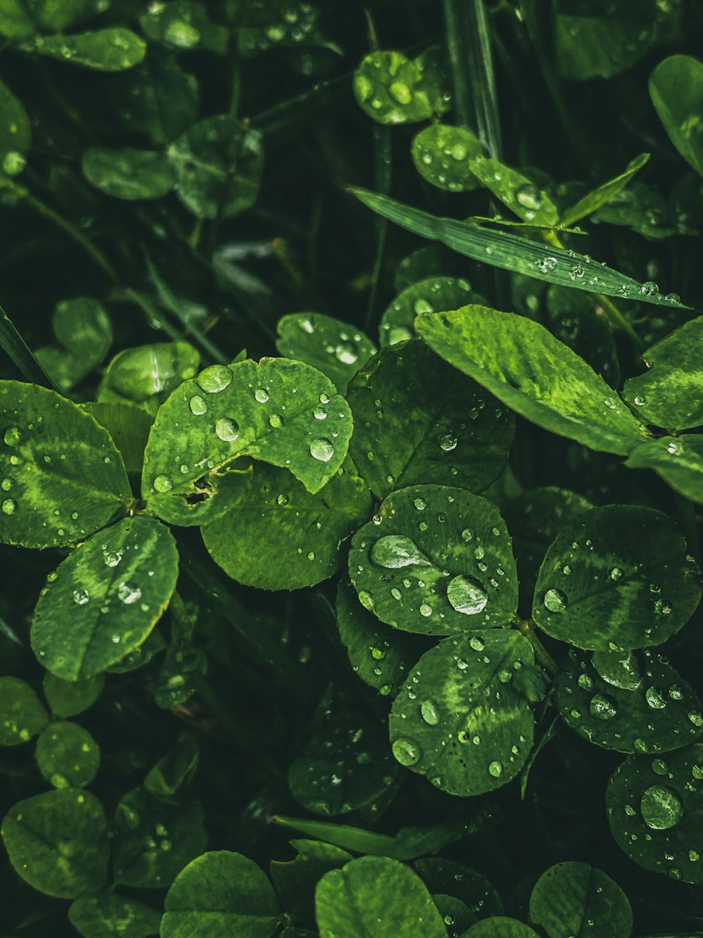 water droplets on green leaves