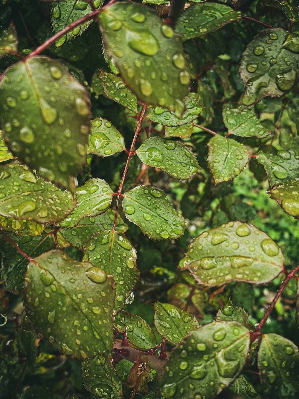 goccioline d'acqua su foglie verdi