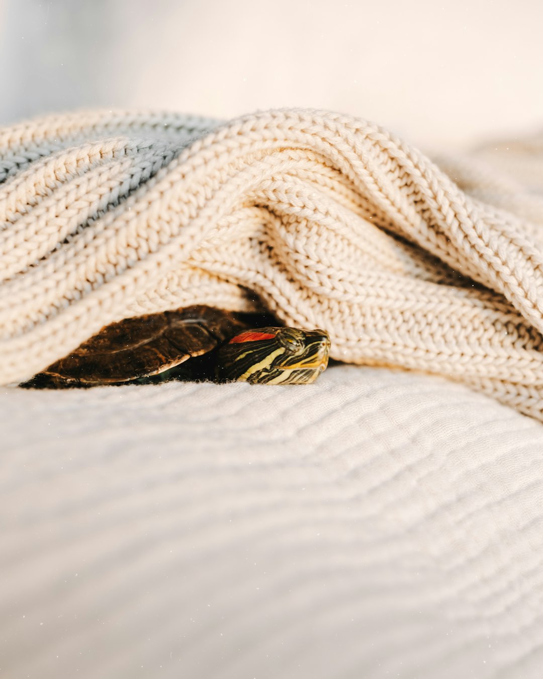 black and yellow butterfly on white textile