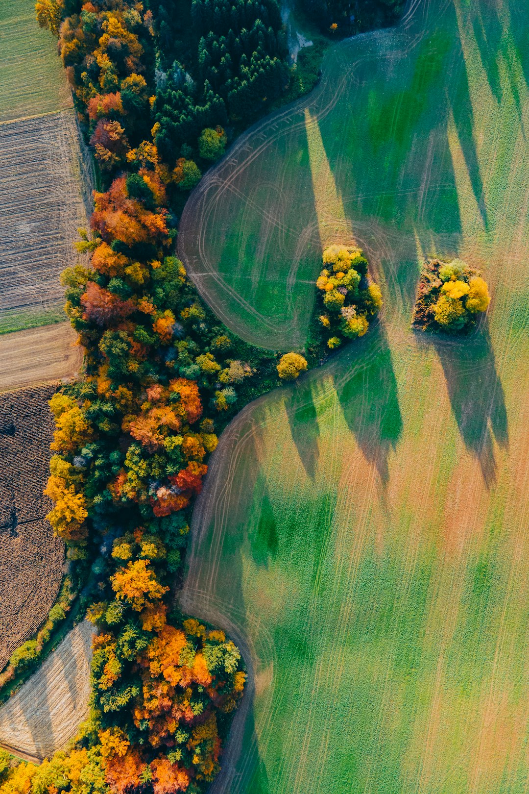 aerial view of green and brown trees