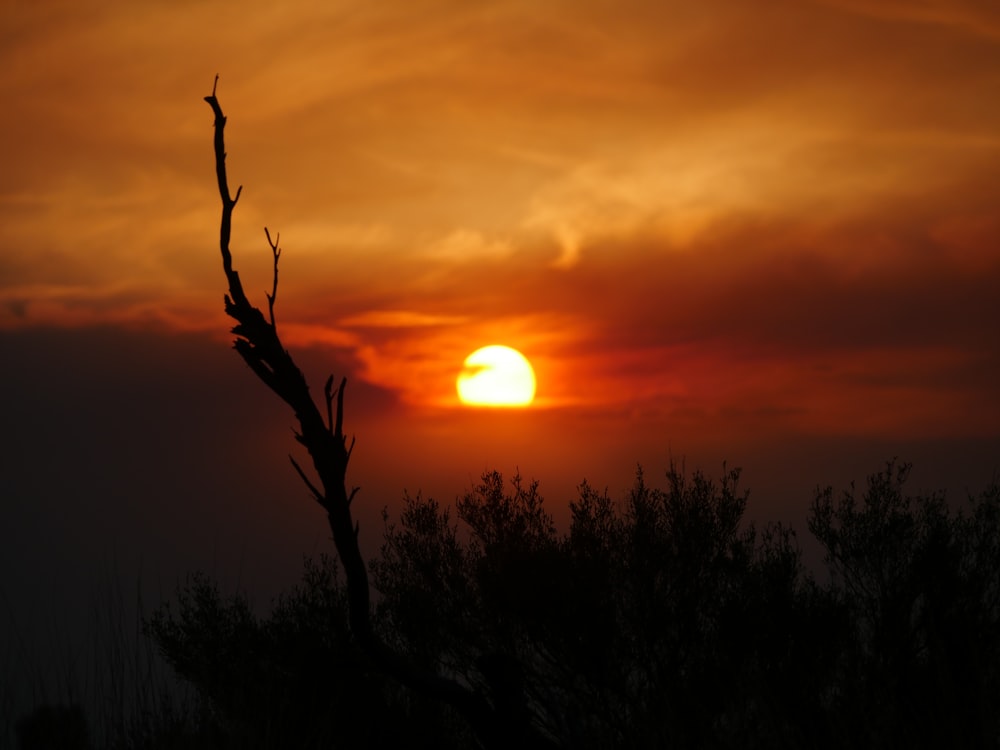 silhouette of trees during sunset