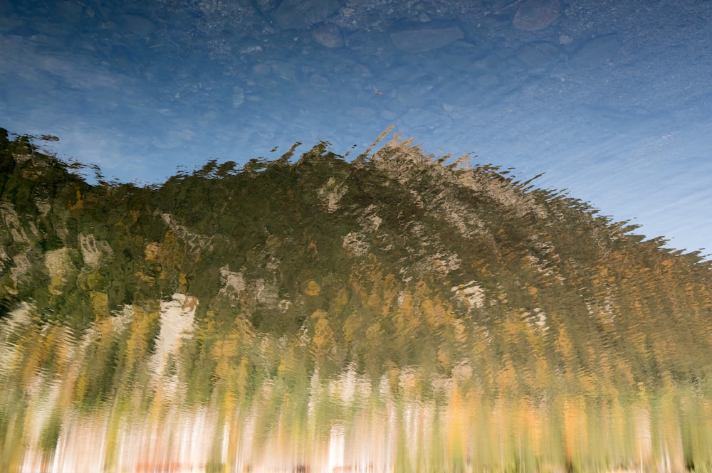 green trees near body of water during night time