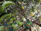 A lush tree with vibrant green leaves and numerous limes hanging from the branches. The limes are in various stages of ripeness, with some appearing more yellow in color. Sunlight filters through the foliage, creating a natural, serene atmosphere.
