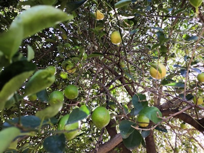 A lush tree with vibrant green leaves and numerous limes hanging from the branches. The limes are in various stages of ripeness, with some appearing more yellow in color. Sunlight filters through the foliage, creating a natural, serene atmosphere.