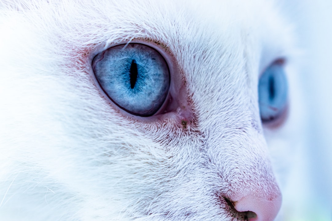 blue eyes white cat with blue eyes