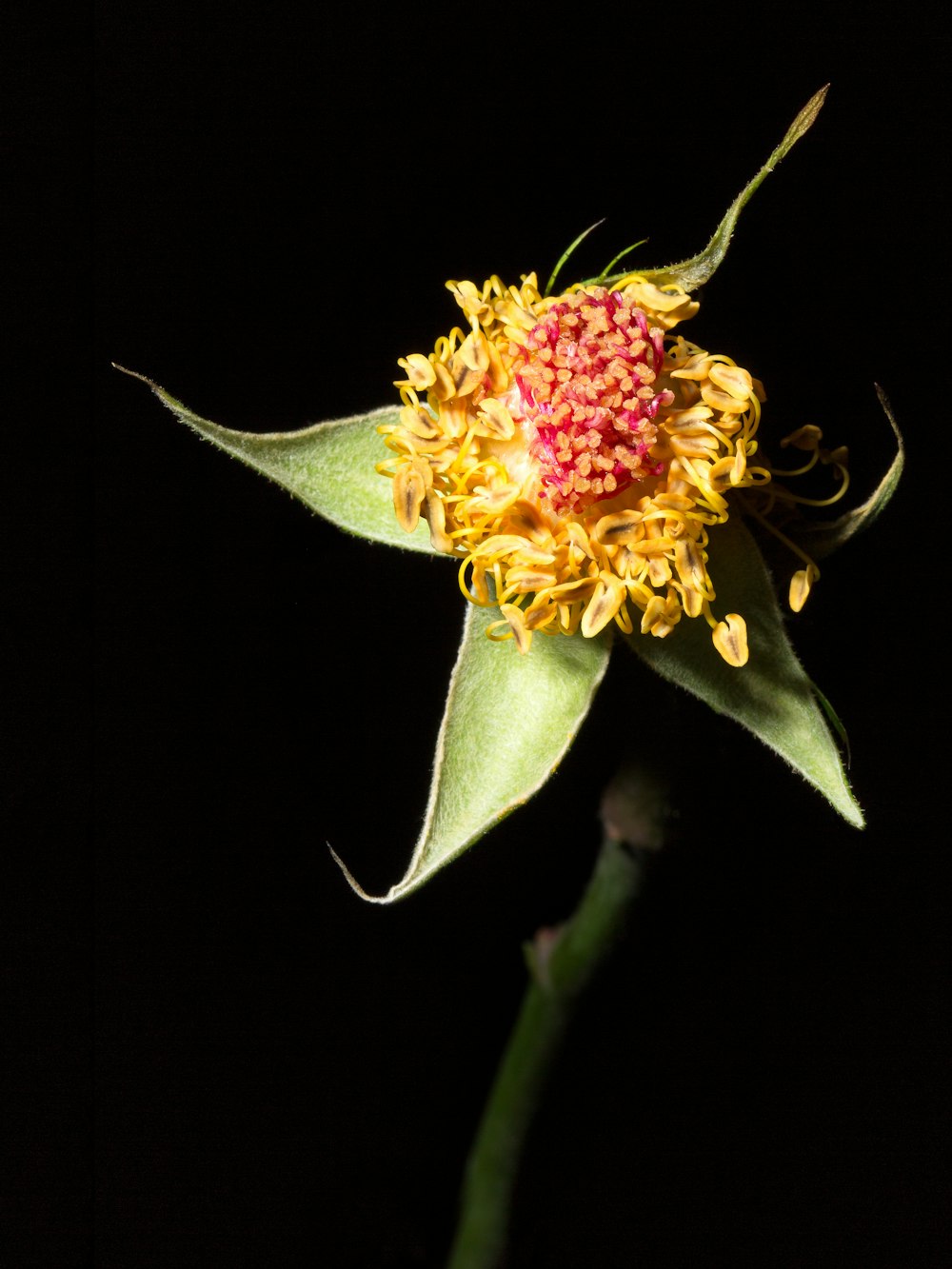 red and yellow flower in black background