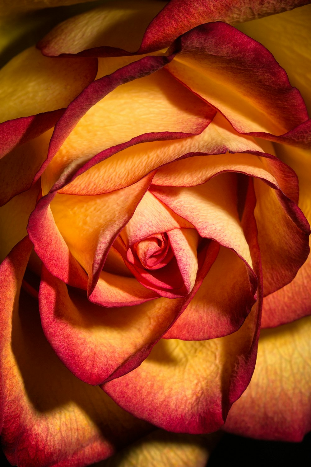 yellow and red rose in bloom