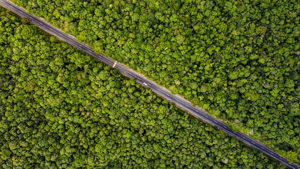 vista aérea de árvores verdes