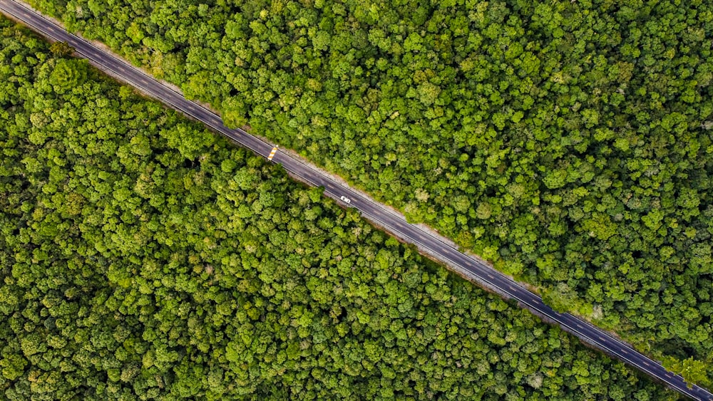 aerial view of green trees