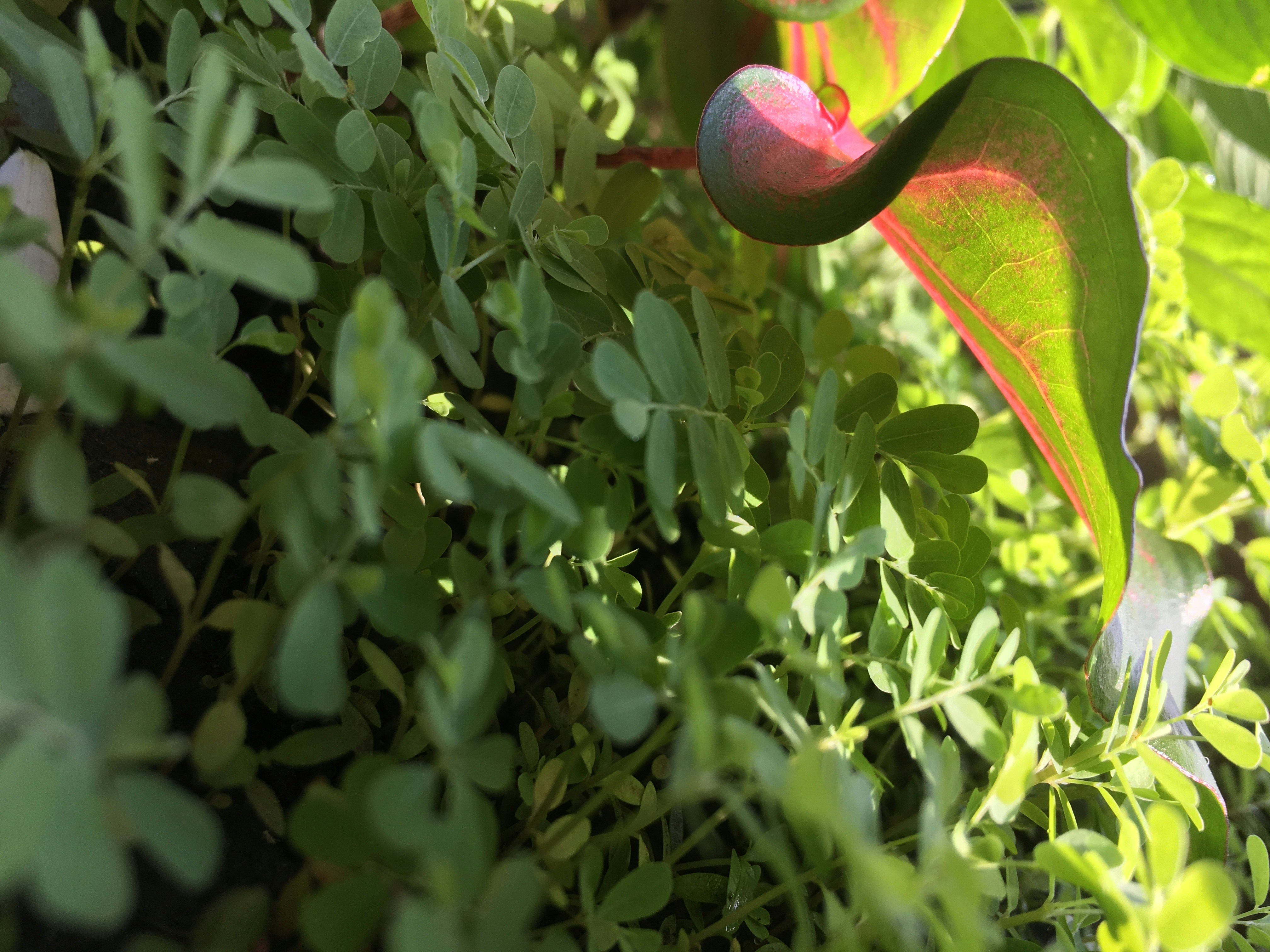 Vibrant Caladium Plant