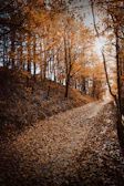 Golden hour light filtering through autumn leaves in a quiet forest path.