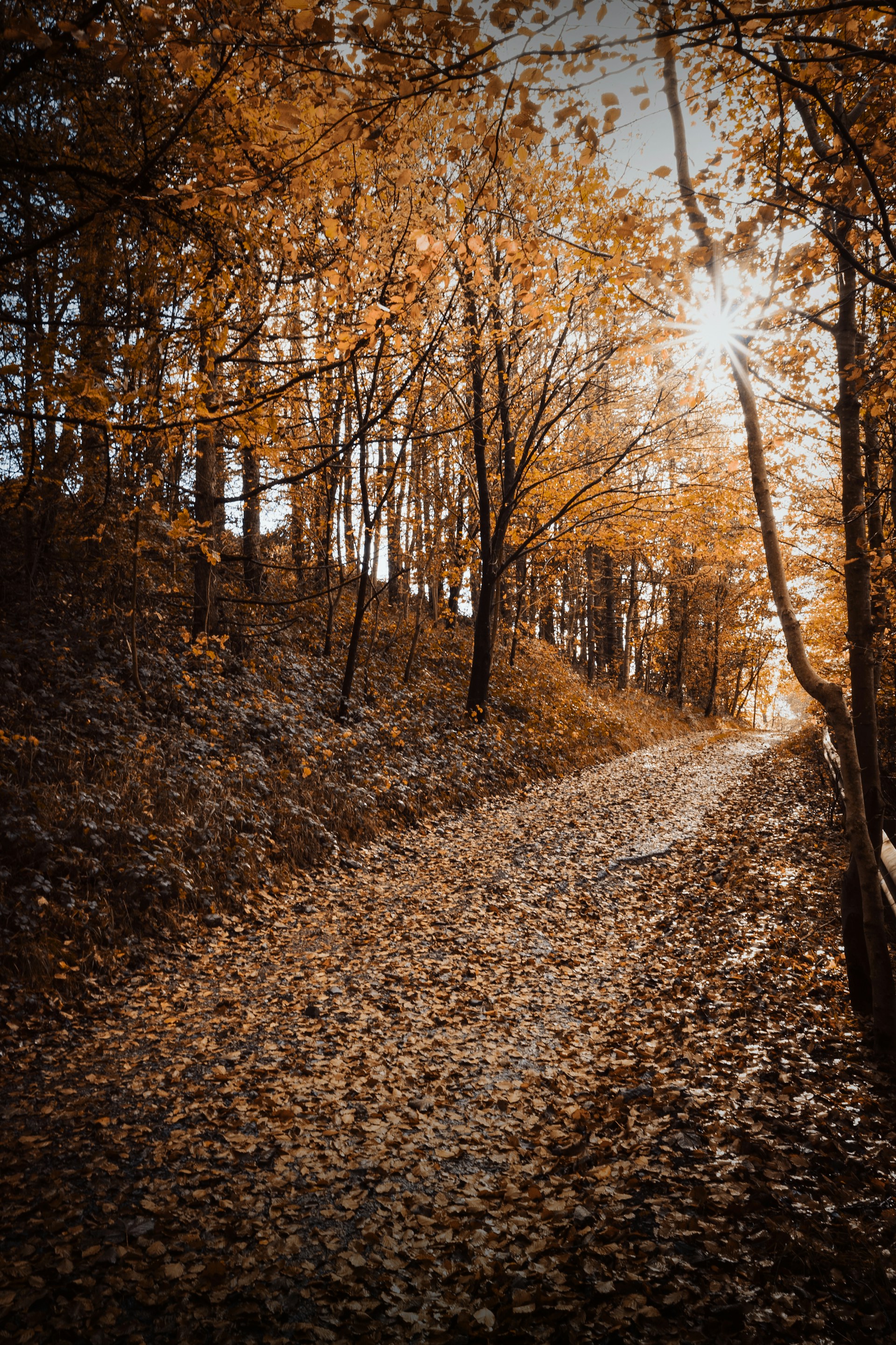 A winding forest path covered with autumn leaves under a canopy of golden trees.