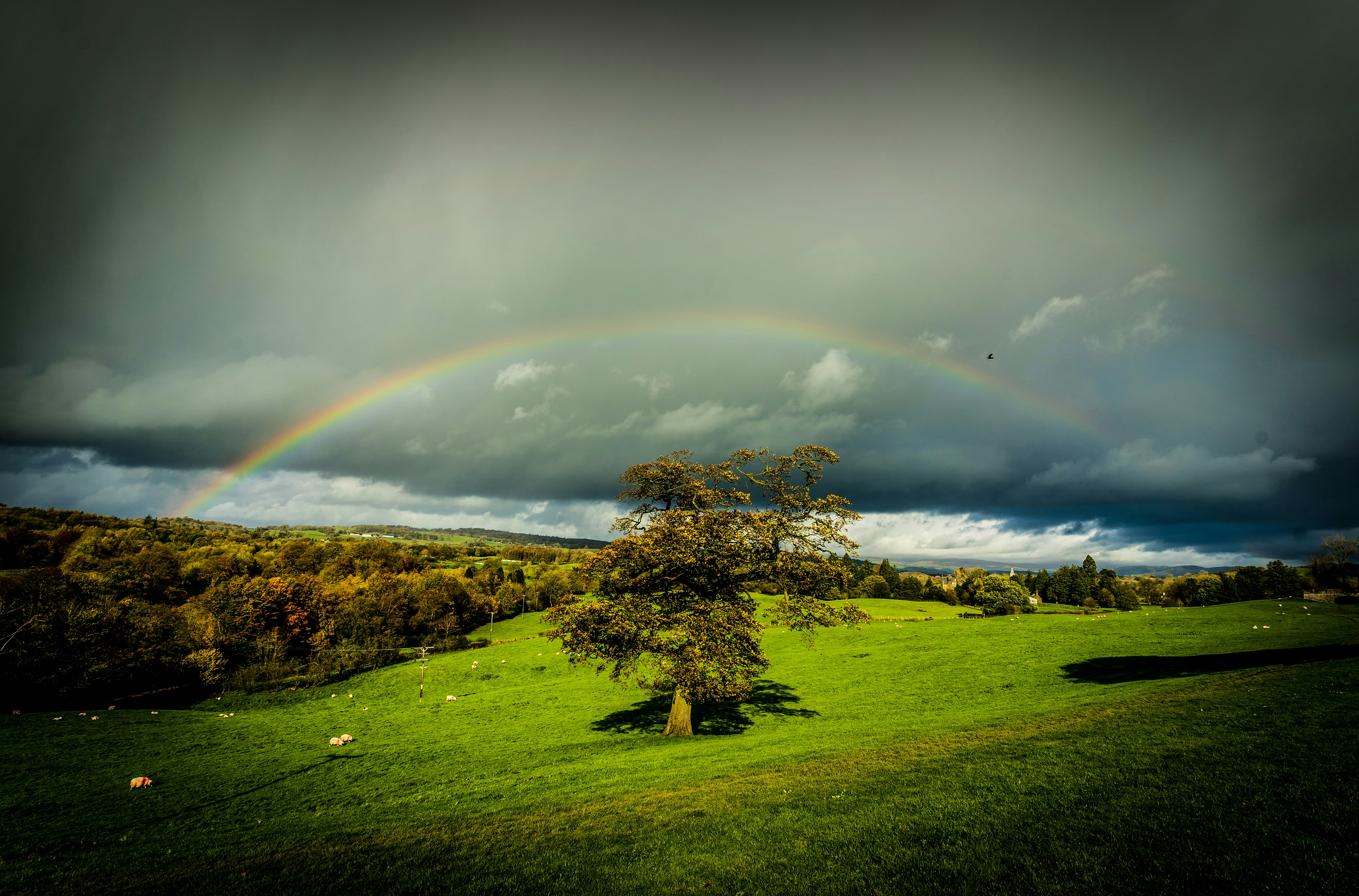 green grass field with rainbow