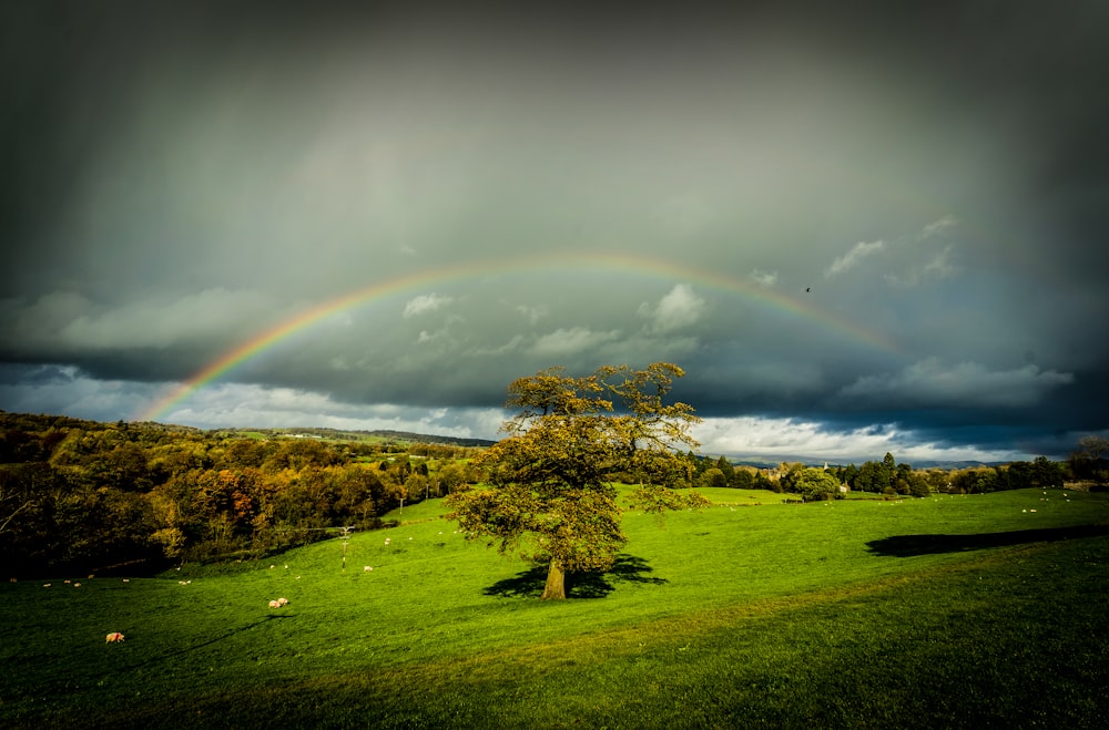 green grass field with rainbow