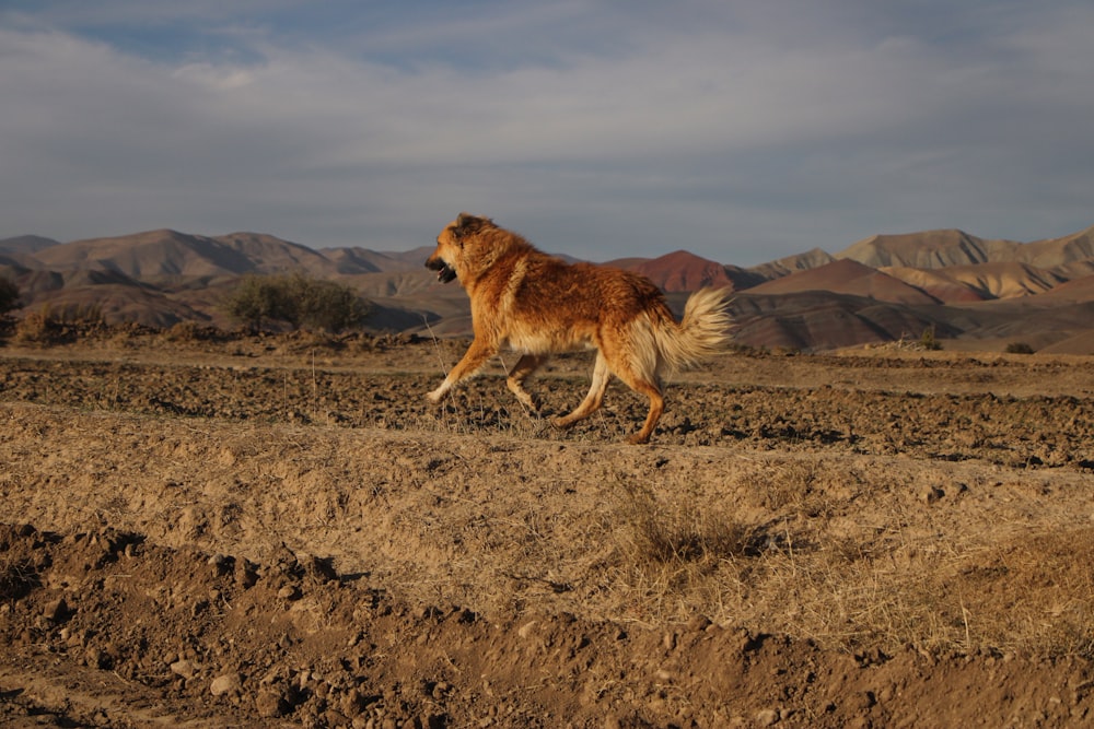 brown lion walking on brown grass field during daytime
