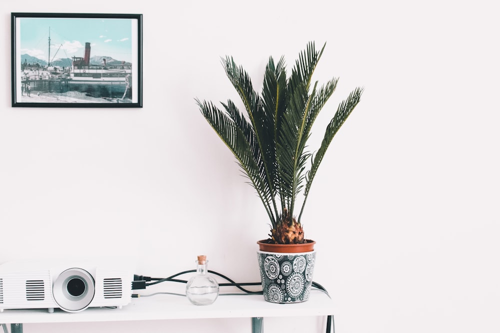 green plant on blue and white floral ceramic pot