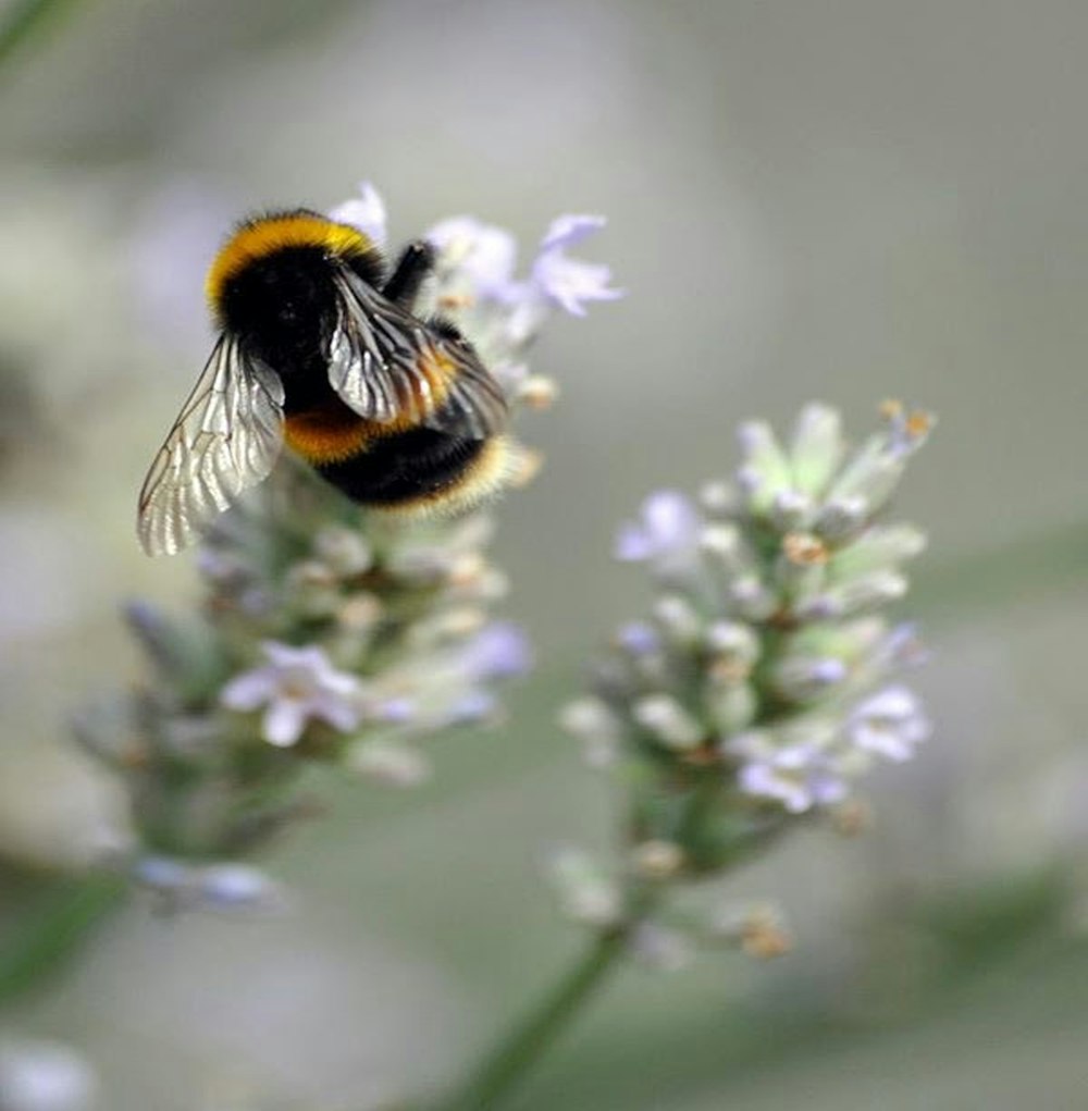 black and yellow bee on purple flower