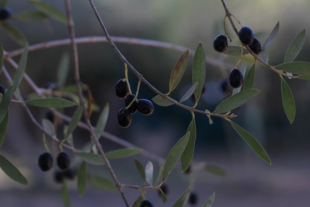 green and brown round fruits