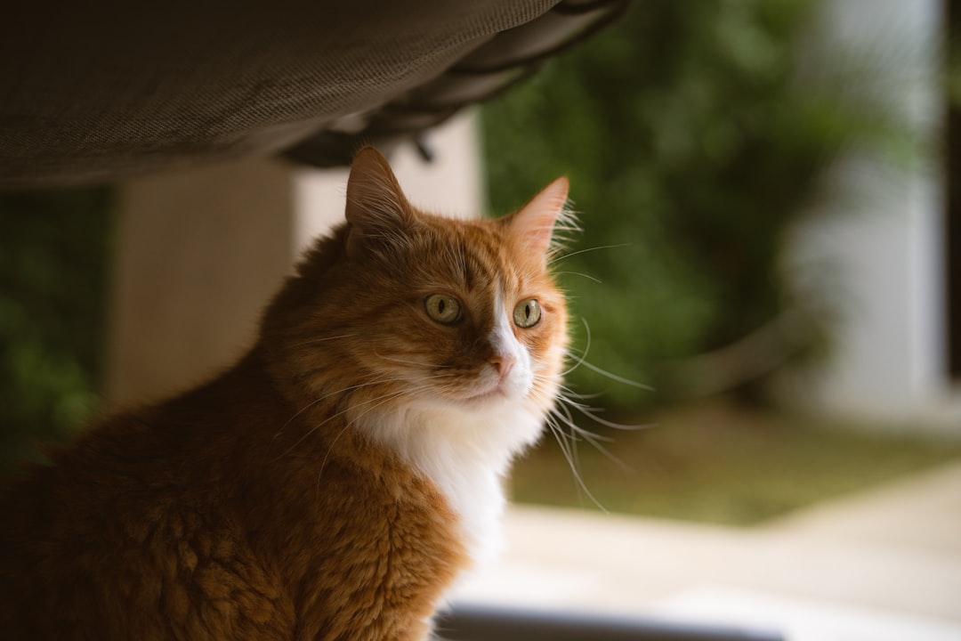 orange tabby cat on white textile