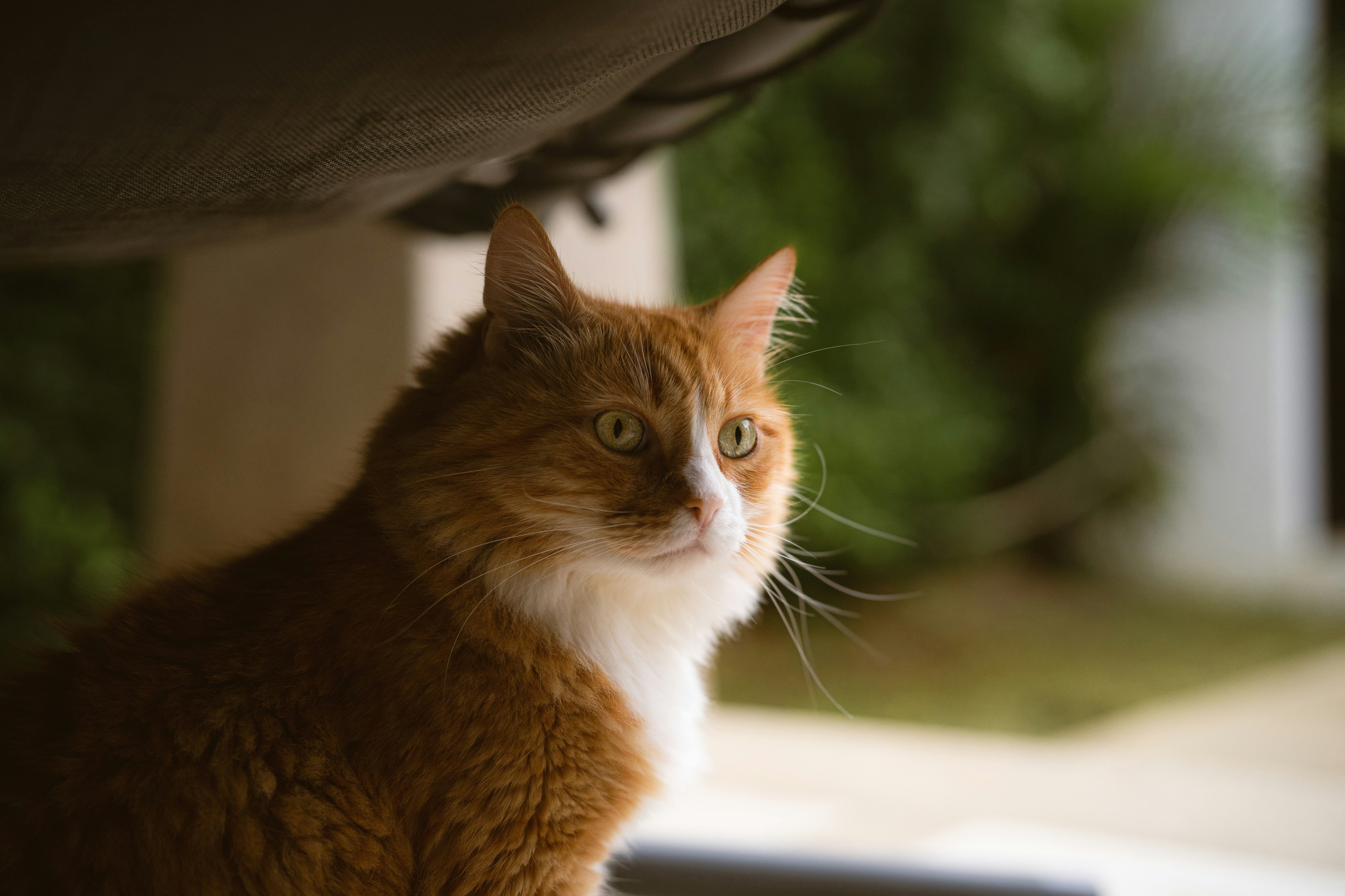 9 lives isn't enough to capture the amazing-ness of cats. You need high-quality, professionally photographed images to do that. Unsplash's collection of cat images capture the wonder of the kitty in high-definition, and you can use these images however you wish for free.