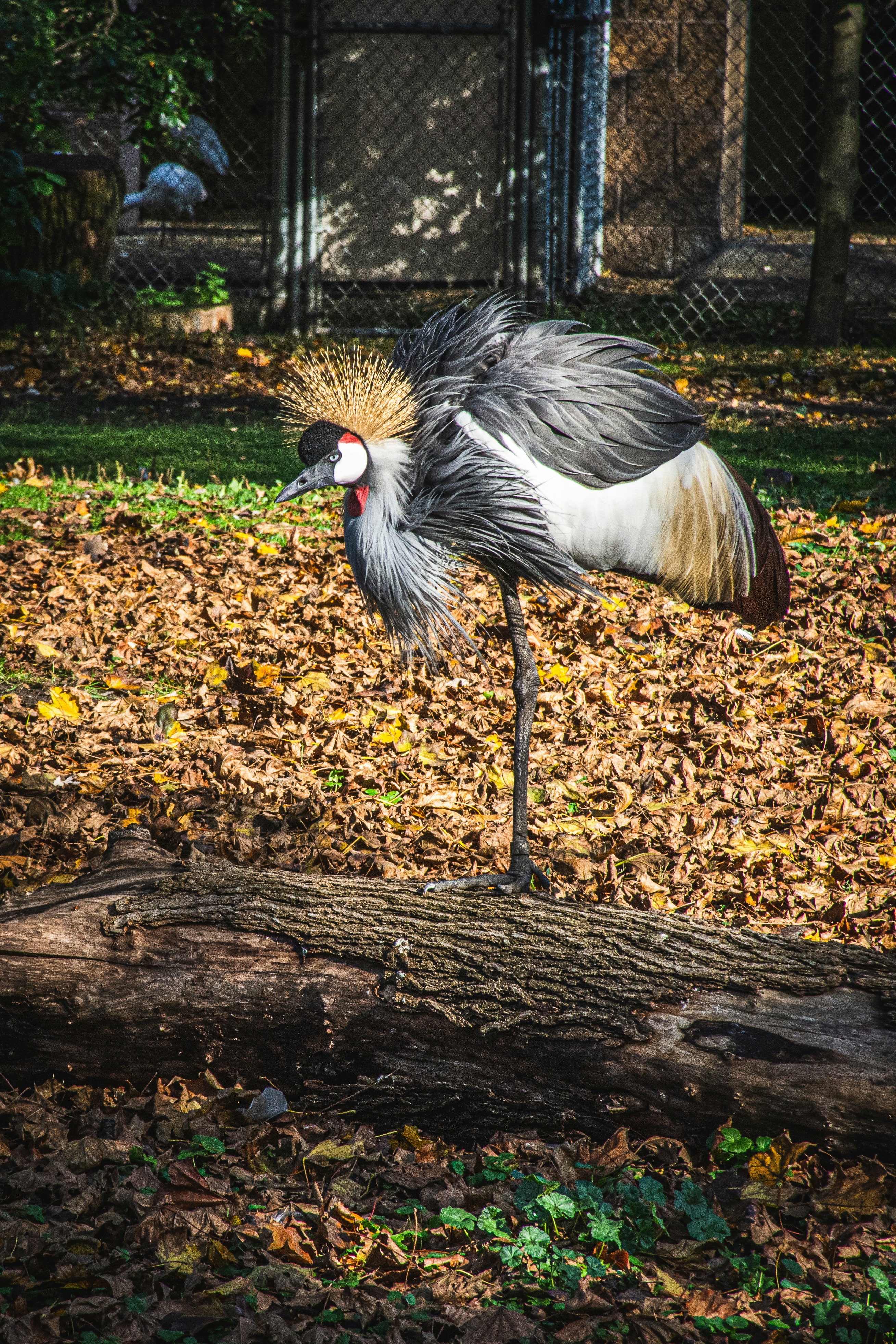 black and white bird on brown dried leaves during daytime
