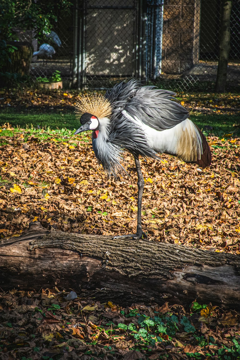 oiseau noir et blanc sur des feuilles séchées brunes pendant la journée