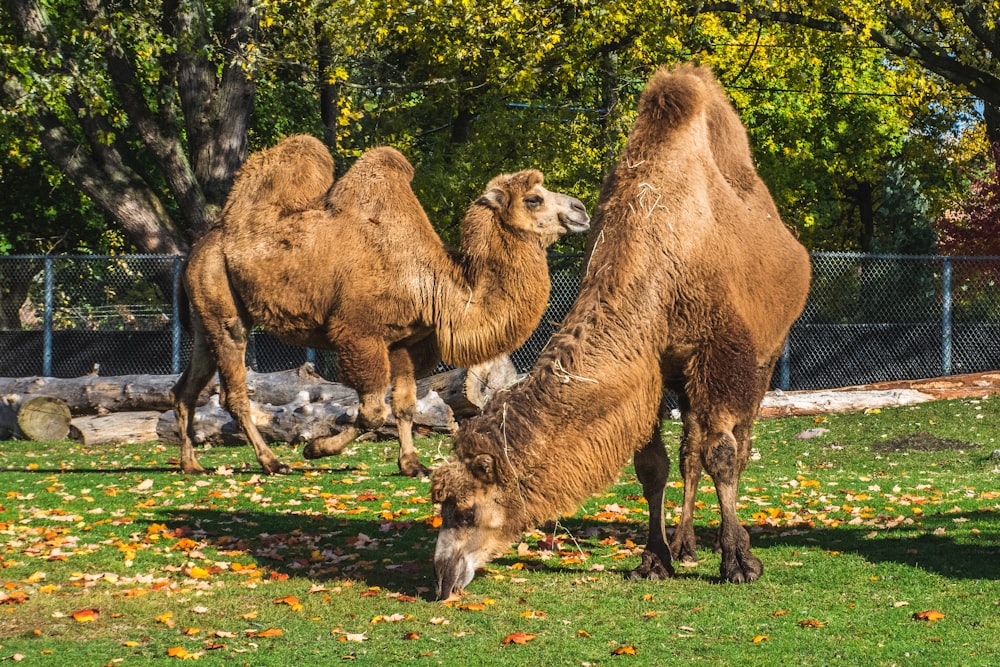 camels on green grass field during daytime