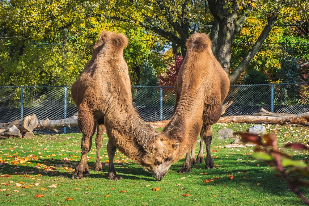 chameaux bruns sur un champ d’herbe verte pendant la journée