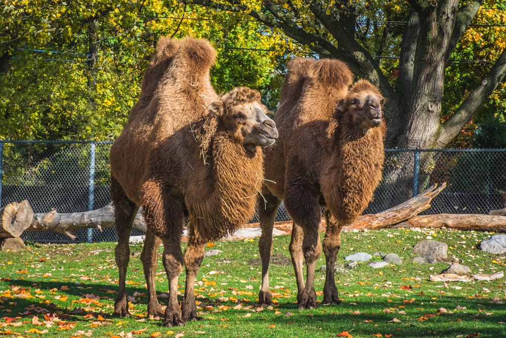 brown camel on green grass field during daytime